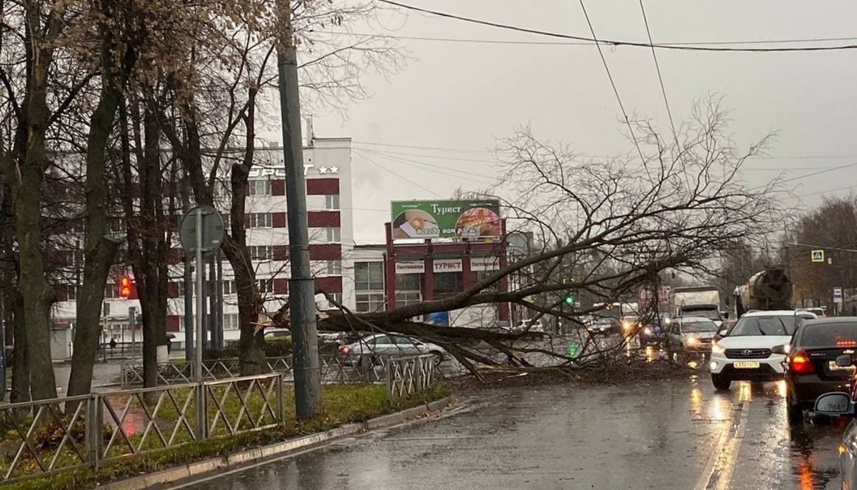В Ярославле сильный ветер повалил деревья